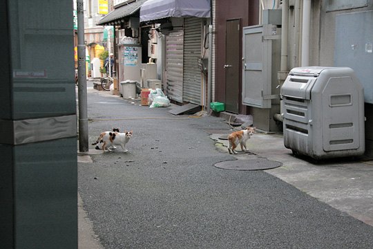 街のねこたち