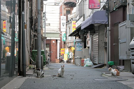 街のねこたち