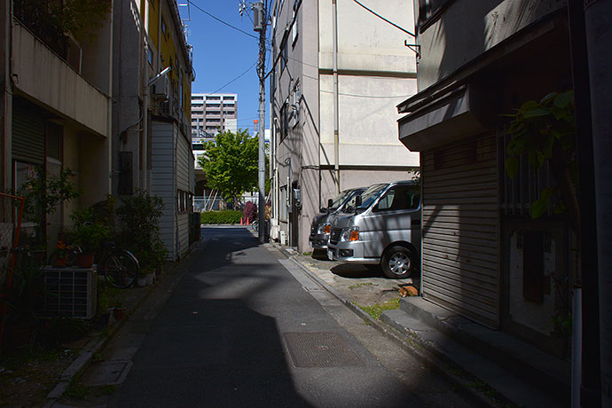 街のねこたち