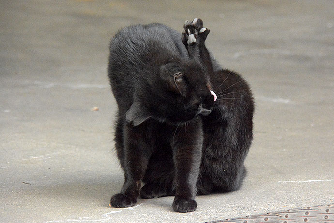 街のねこたち