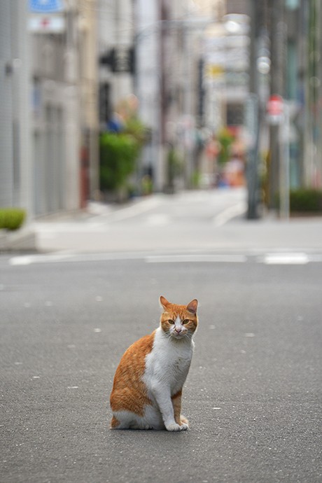 街のねこたち