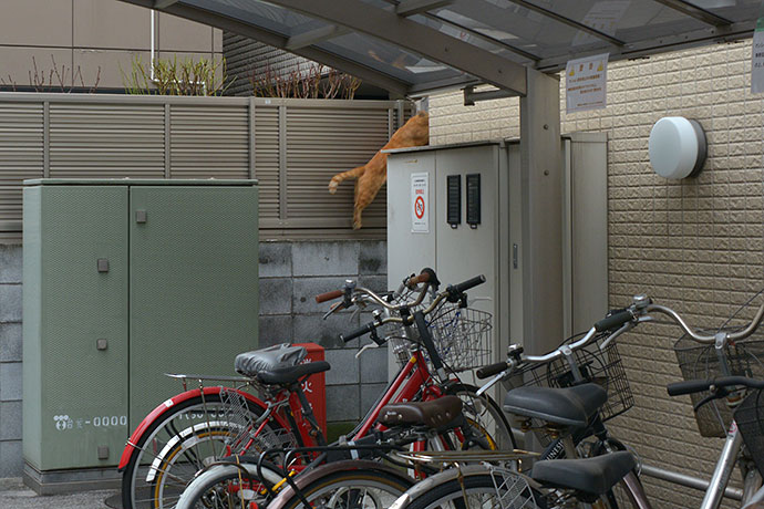 街のねこたち
