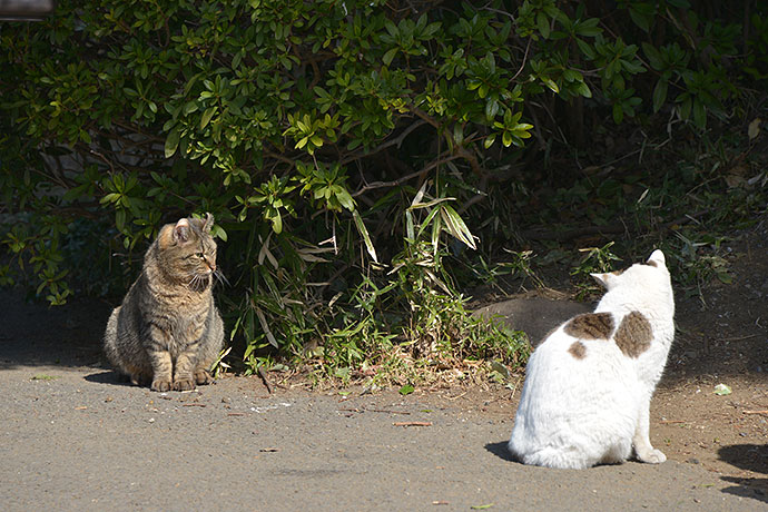 街のねこたち