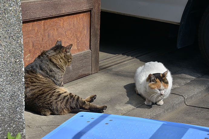 街のねこたち
