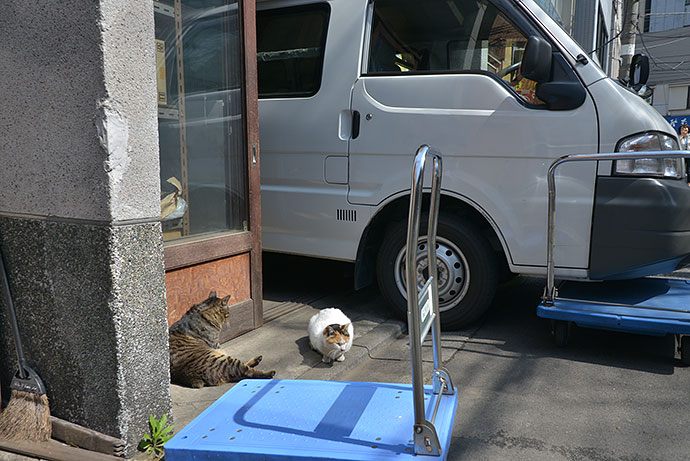 街のねこたち