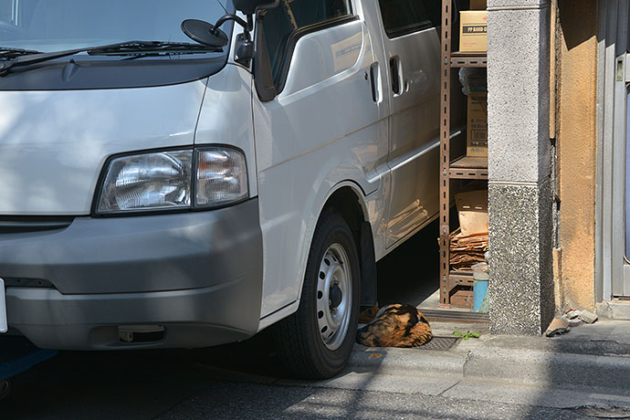 街のねこたち