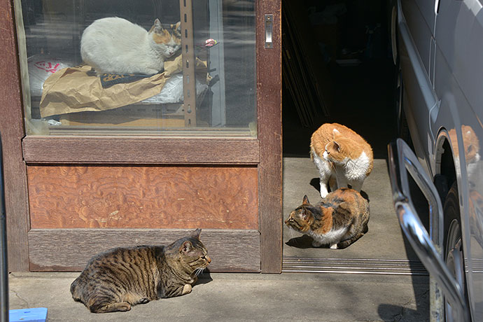 街のねこたち