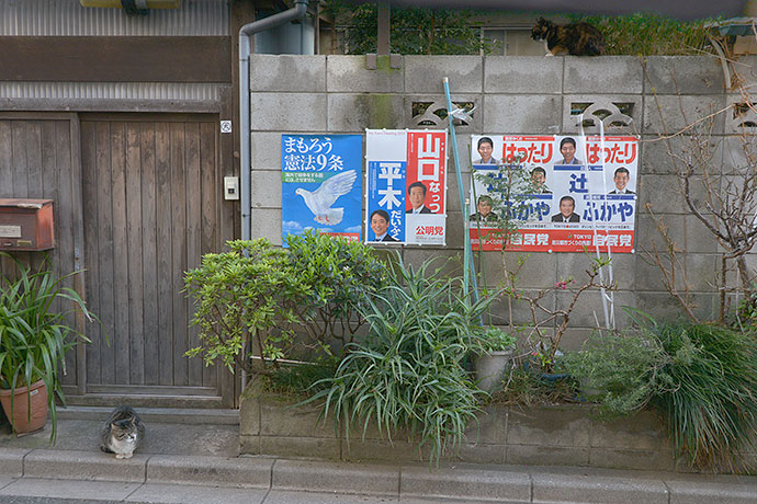 街のねこたち