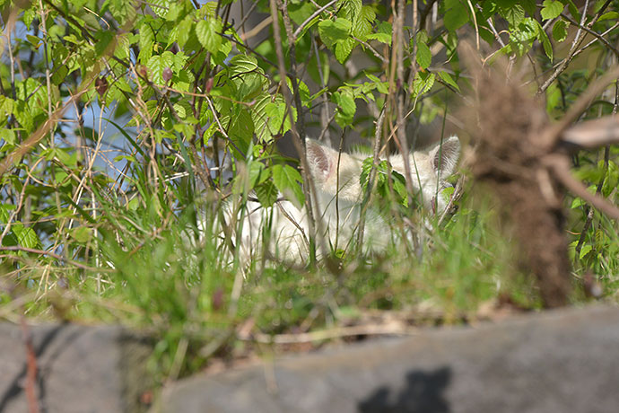 街のねこたち