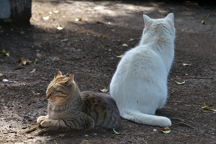 街のねこたち