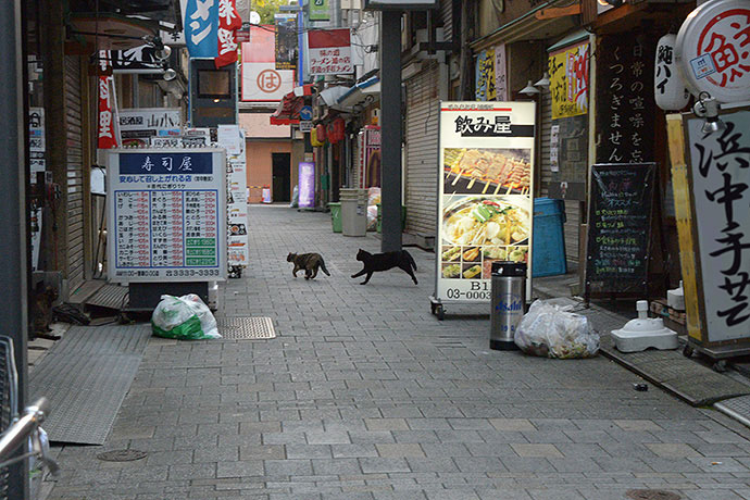 街のねこたち