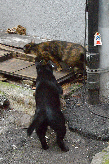 街のねこたち