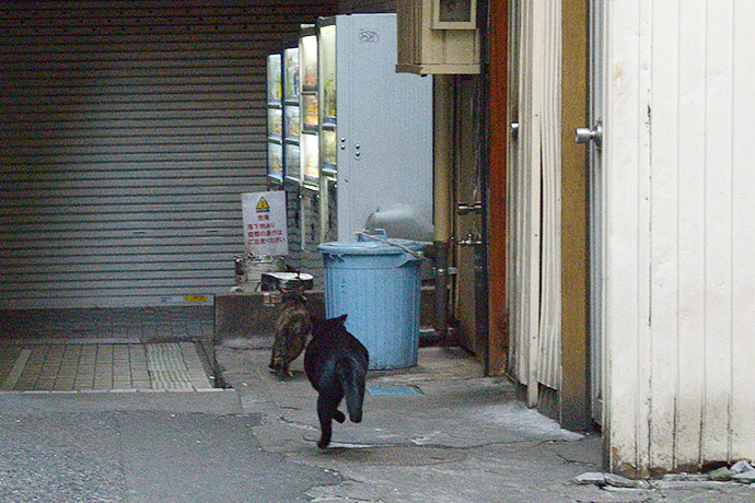 街のねこたち