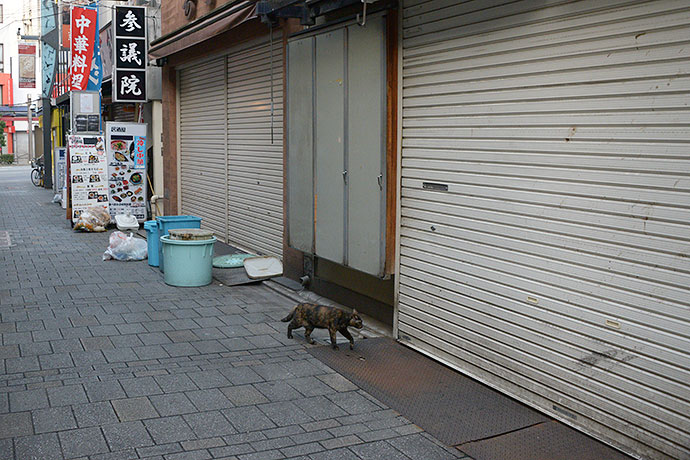 街のねこたち