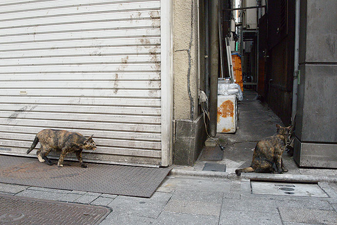街のねこたち