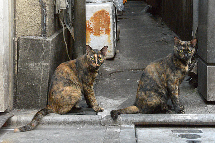 街のねこたち
