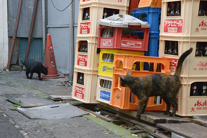 街のねこたち