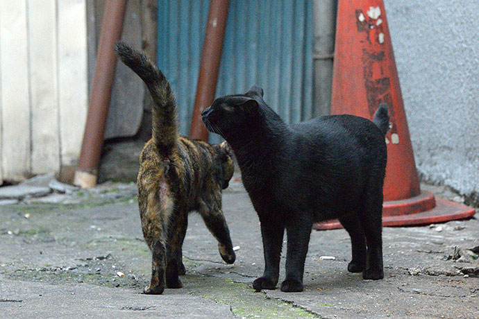 街のねこたち