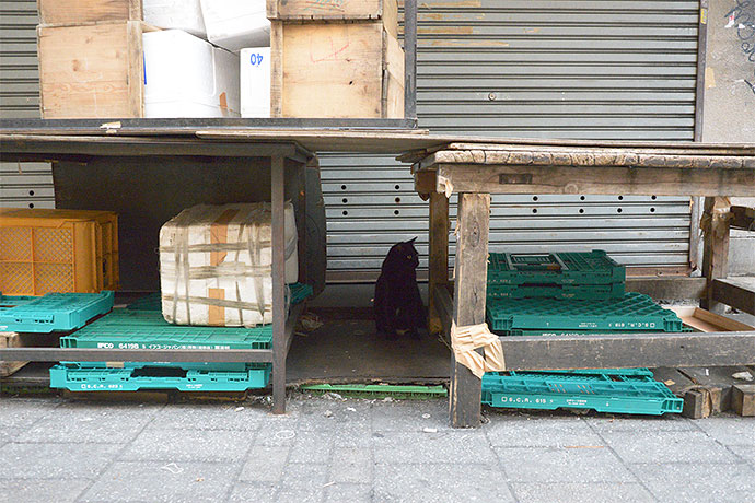 街のねこたち