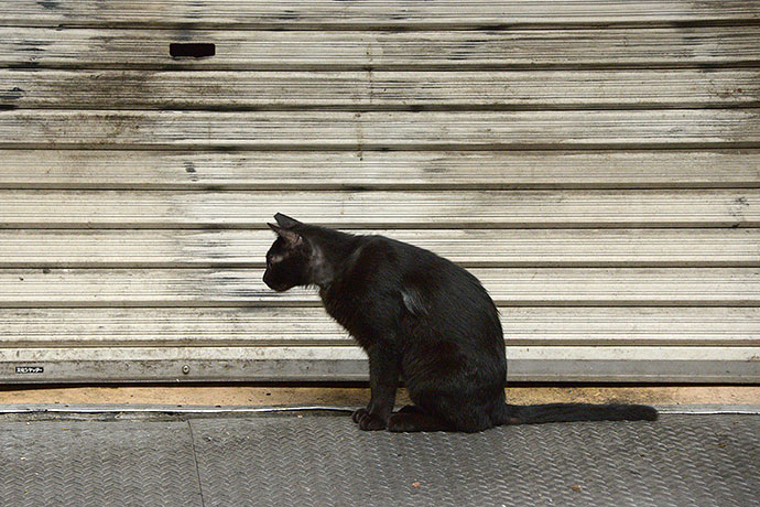 街のねこたち