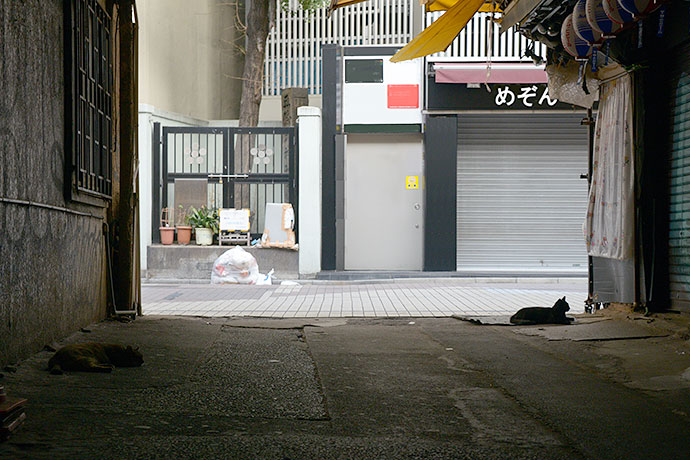 街のねこたち