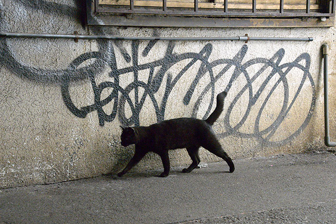 街のねこたち