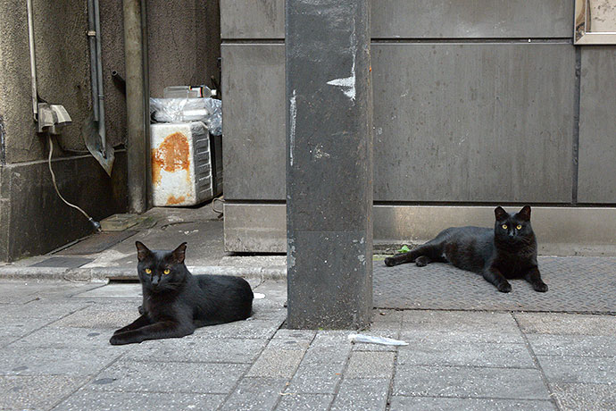 街のねこたち