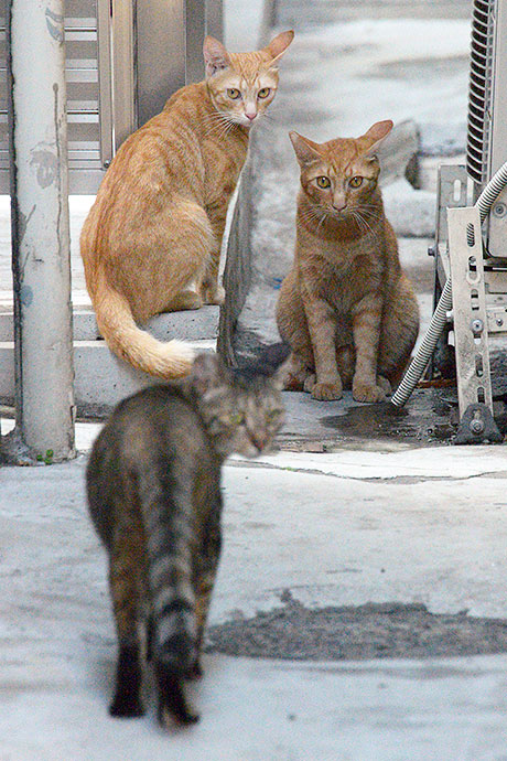 街のねこたち