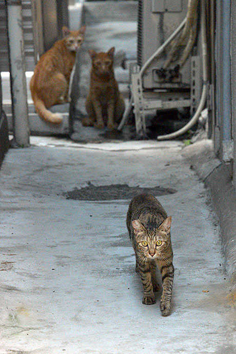 街のねこたち