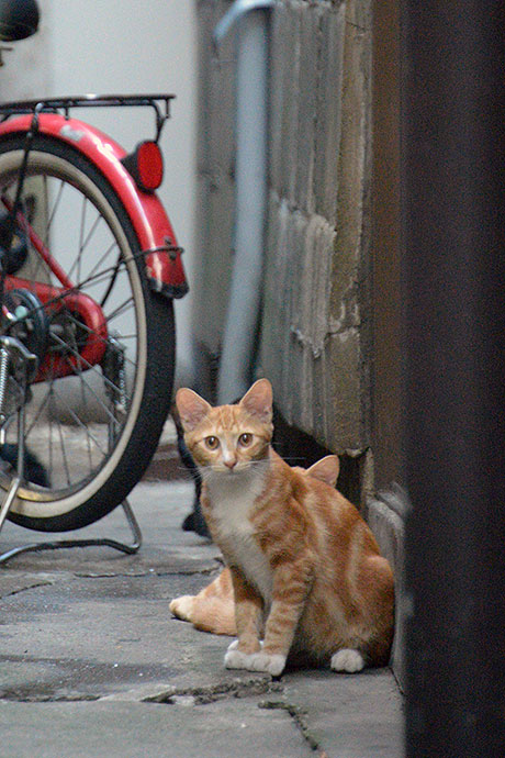 街のねこたち