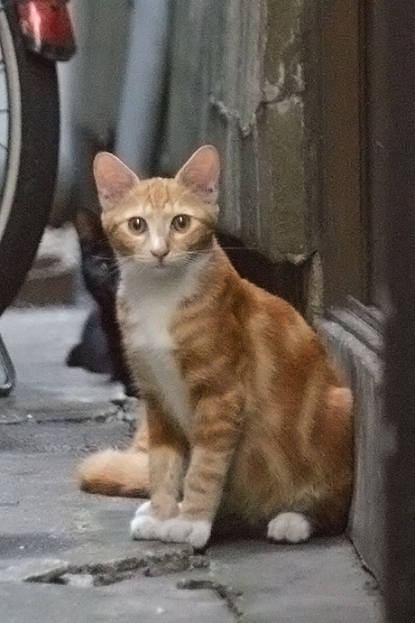 街のねこたち