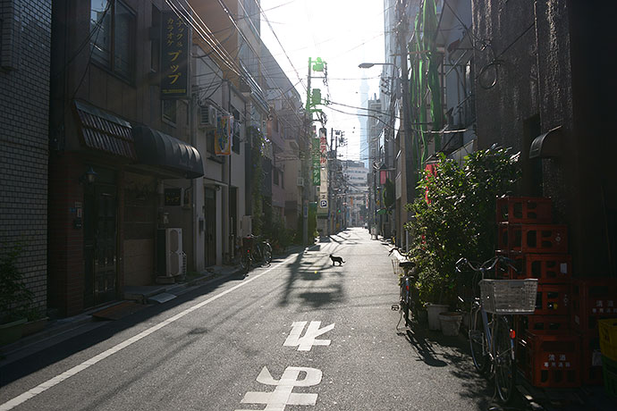 街のねこたち