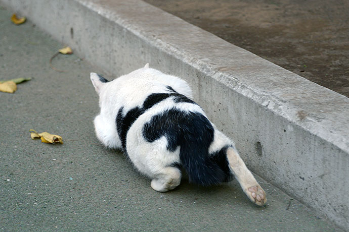 街のねこたち