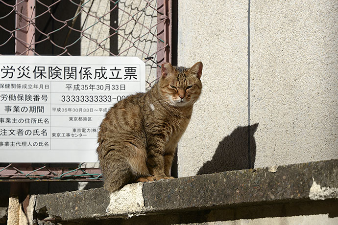 街のねこたち
