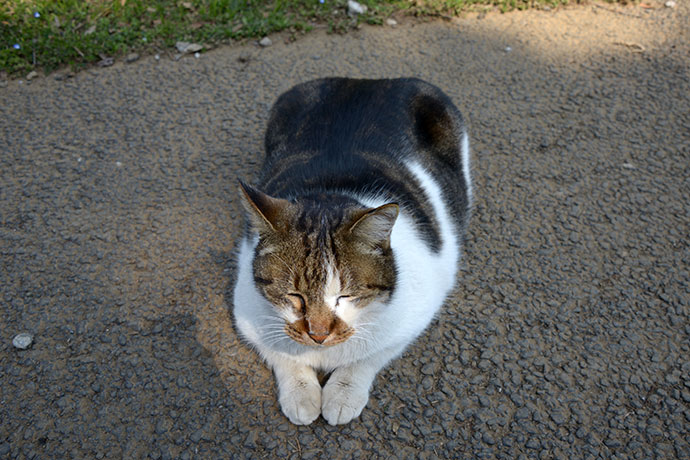 街のねこたち