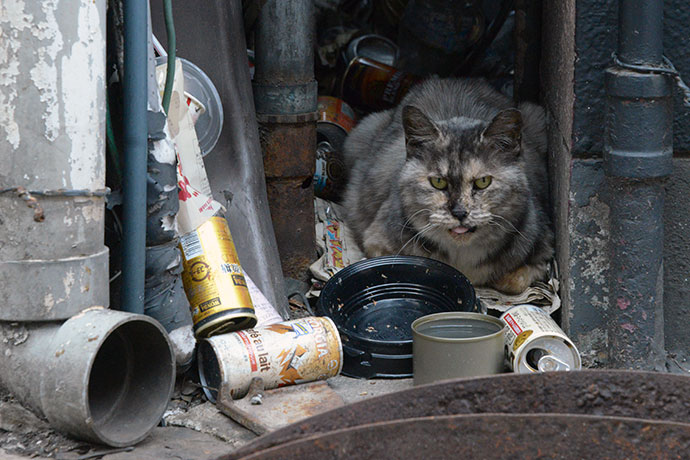 街のねこたち
