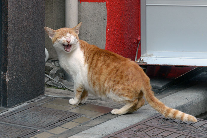 街のねこたち