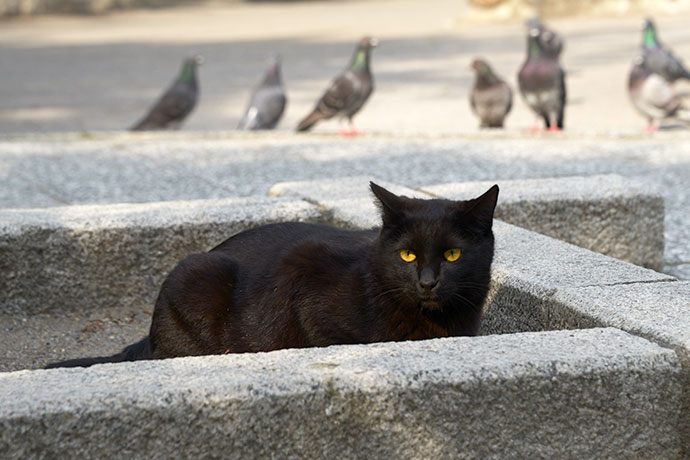 街のねこたち