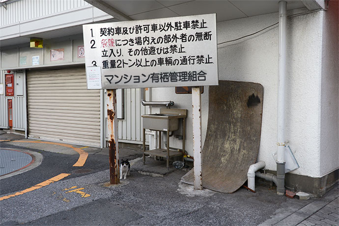 街のねこたち