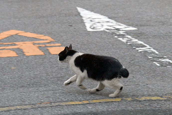 街のねこたち