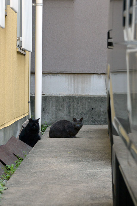 街のねこたち
