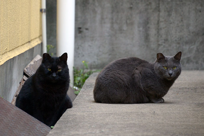 街のねこたち