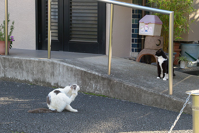 街のねこたち