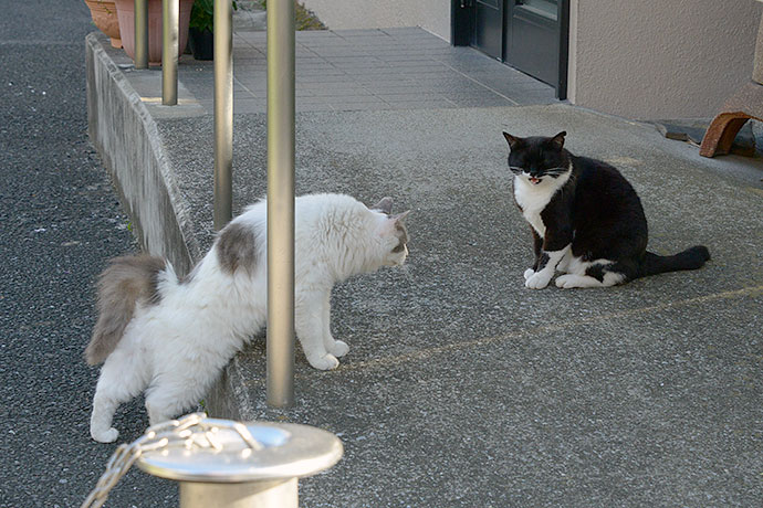 街のねこたち