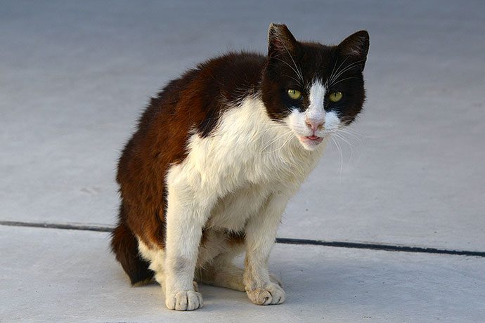 街のねこたち