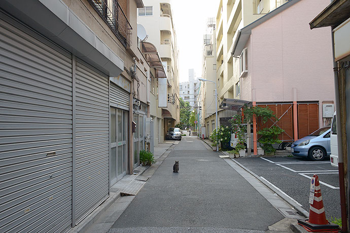 街のねこたち