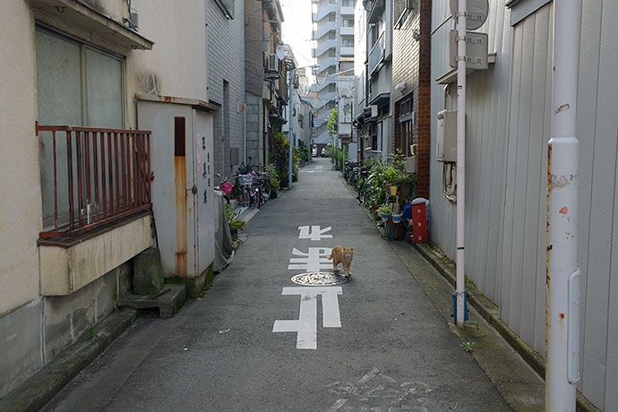 街のねこたち