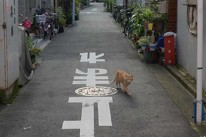 街のねこたち