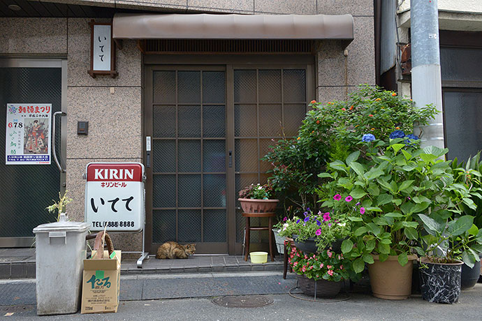 街のねこたち
