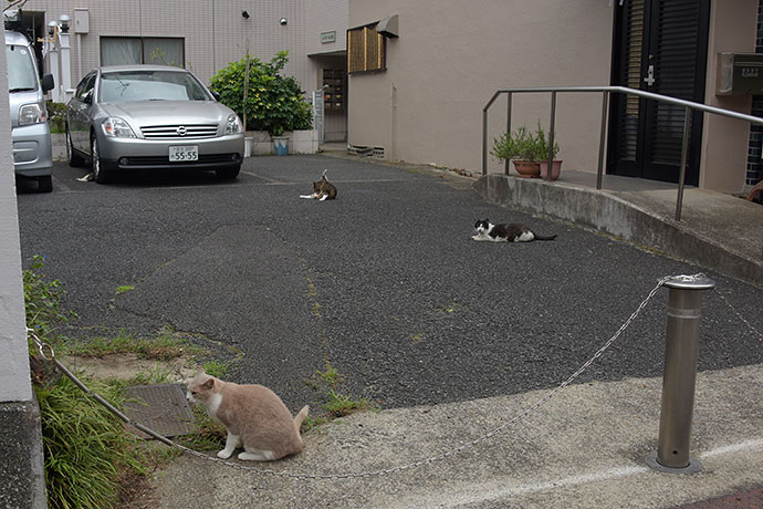 街のねこたち
